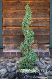 Image result for spiral cut juniper trees