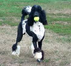 Located in san diego county, california, b poodles specializes in breeding healthy, happy, gorgeous standard poodle puppies (simply the best) for show, companion and service dogs. Standard Poodle Clips