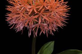 Image result for Scadoxus cinnabarinus