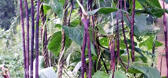 Check spelling or type a new query. Summer Stars Crowder Peas And Yard Long Beans