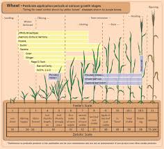 using fungicides on wheat integrated pest and crop