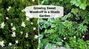 In manufacturing, the extracts of. Sweet Woodruff An Enchanting Groundcover Choice For Shade Gardens