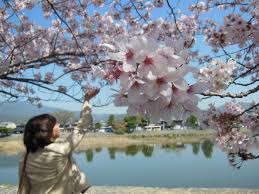Gourgeous cherry trees in full blossom. Significance Of Sakura Cherry Blossom Traditions In Japan Smithsonian Folklife Festival