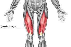 Ten to 15 men on each nfl team now use the banned substance, one player told the milwaukee journal sentinel, and a prominent los angeles trainer estimates that. 10 Major Muscle Groups Riverview Hawks P E