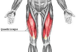 But, there are three differences. 10 Major Muscle Groups Riverview Hawks P E