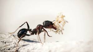 Per eliminare le formiche quando invadono la casa o il giardino esistono validi rimedi naturali. Come Eliminare Le Formiche Con Rimedi Naturali