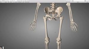 These are long bones, short bones, flat bones, irregular bones, and sesamoid bones. Lower Extremity Bones Youtube