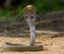 Drawing Doodle Hands On Snakes Is The Funniest Thing Ever Snakes Funny Snake Photos Cute Reptiles