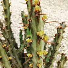 Image result for Euphorbia persistentifolia