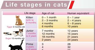 Yet this isn't an entirely effective way to determine health, owing to the fact that breed, age, and gender all play a factor. Life Stages Cat Friendly Homes
