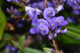 Image result for Hardenbergia comptoniana