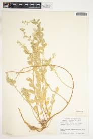 Image result for Mimulopsis solmsii