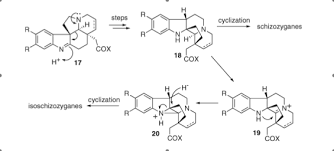 Image result for Schizozygia coffaeoides