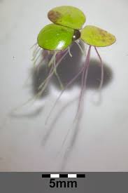 Image result for Spirodela polyrrhiza