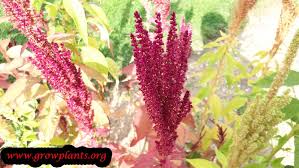 Image result for Amaranthus hybridus
