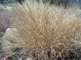 Image result for Heteropogon contortus