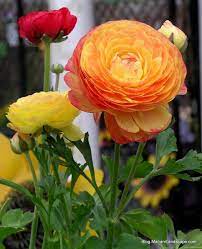 Pin On Spring Annuals