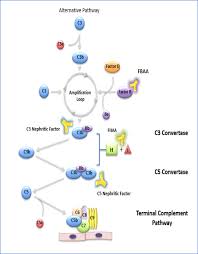 Image result for Complement Pathway