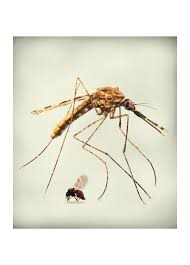 Institute of Tropical Medicine Annual Report 2011