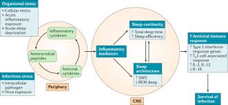 How people get exposed to biotoxins. Sleep And Inflammation Partners In Sickness And In Health Nature Reviews Immunology