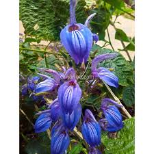 Image result for Brillantaisia pubescens