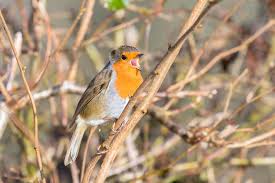 Robin Winter Song Winter Songs Robin In This Moment