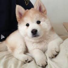 Pin By Cata Lina On Ly Cute Dogs Cute Animals Aggressive Dog