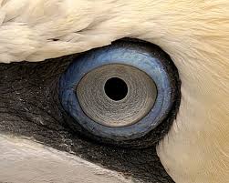 Bird With Big Mouth And Eyes The Gannet Bird Gannets Are Are Large Black And White Seabirds With Yellow Heads Long Pointed Wings And Long Bills Beautiful Eyes Sea Birds Eye Close Up