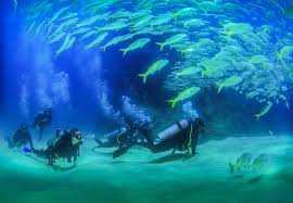 Los Cabos 3 Hour Introductory Scuba Diving Adventure Cabo San Lucas Mexico Getyourguide