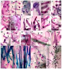 Image result for Astripomoea malvacea