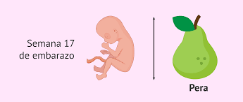 Semana 17 De Embarazo Que Cambios Hay En La Mujer Y En El Feto