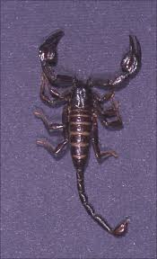 The georgia scorpions is an extension of the nationally recognized scorpions. The Scorpion Files European Scorpions