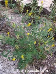 Image result for Crotalaria macrocarpa
