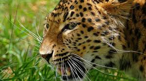 Gambar Leopard Http 1080wallpaper Net Gambar Leopard Html Gambar