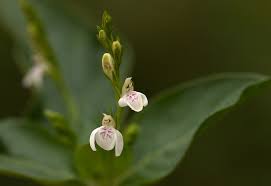 Image result for Justicia matammensis