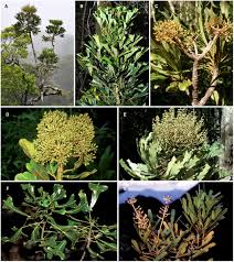 Image result for Neocussonia umbellifera