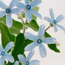 Image result for Oxypetalum