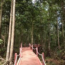 Hutan paya laut matang berkeluasan 101,877 hektar, mempunyai 198 hutan simpanan kekal yang menempatkan pelbagai spesis flora dan fauna dari ekosistem persisiran pantai dan kawasan hutan paya laut. Hutan Paya Larut Matang Kuala Sepetang Perak