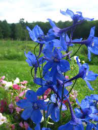 Delphinium Belladonna Flower Oil Best Flower Wallpaper