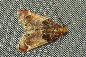 Image result for Pyralis lienigialis