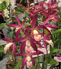 Image result for Burnatia enneandra