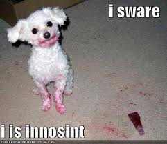 funny dog quotes via Relatably.com