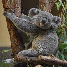 nagomi on instagram happy birthday mommy do not use my works without my permission 無断転用 転載禁止 animal animalphotography an koala bear koala my works