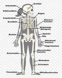 Check spelling or type a new query. Human Bones With Contour Labelled Illustration Clipart 5018914 Pikpng