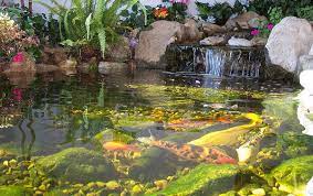 Koi Pond Fish Care Maintenance Tips Outdoortheme Com Koi Pond Fish Ponds Pond Water Features