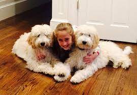 Check out size, food, health problems & much more about goldendoodle puppies. Lainey S Goldendoodles Home Facebook