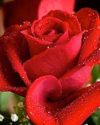 Heart Of The Matter Love Rose Flower Beautiful Flowers Beautiful Red Roses
