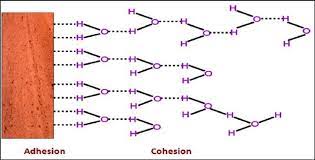 How to use cohesion in a sentence. The Forces Of Adhesion And Cohesion In A Soil Water System Download Scientific Diagram