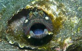 The sarcastic fringehead is like no other fish in the sea.although, i guess that can be said about most bizarre fish species. Sarcastic Fringehead