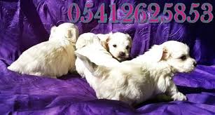Maltese Terrier Fiyatlari Teriyer